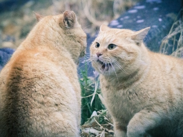 去勢手術の外観